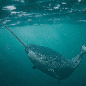 S29. Narwhal: Unveiling the Mystery of the Horn That Captivates Even the Queen of England. S29