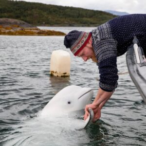 SHB. A touching reunion: A beluga whale gratefully returns to the fisherman who saved it, demonstrating the connection between different species (Video)