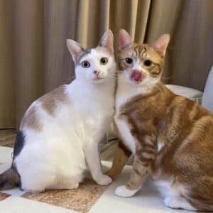 SAT. Caught by Mom while kissing, the adorable surprise expressions of two cats make netizens burst into laughter, creating a moment of feline comedy gold.