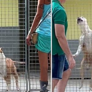 Deo Emotional Moment: The Dog At The Shelter Burst Into Tears After Being Adopted By A New Owner After More Than 370 Days.