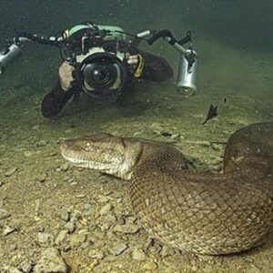 Aww Revealing an Extraordinary Find: Divers Encounter Gigantic Serpent in the Depths of the Mississippi River!