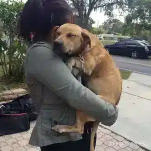 SAU.”Grateful Embrace: Heartwarming Moment as Shelter Dog Micki Expresses Endless Thanks, Sleeping Peacefully in New Owner’s Arms”.SAU