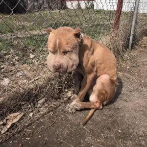 SAU.”Transformation Unveiled: Rescued Dog Reveals Beautiful Puffy Cheeks After Being Freed from Ties to a Fence”.SAU