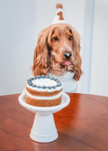 JS.”A Pawsitively Joyful Occasion: A Day in the Life of a Pup’s Birthday Celebration”