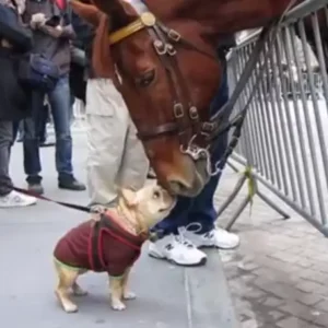 St (Video) ”the Unexpected Friendship Blossoming Between A Tiny Canine And A Massive Horse At The Zoo Has Captivated Onlookers, As The Two Animals Forged An Unlikely Bond During Their Encounter.” St