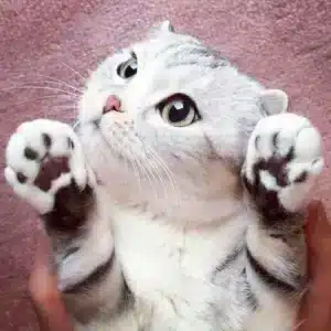 s4. Hana, the lovable cat with big, expressive eyes, is causing a sensation across social media platforms!