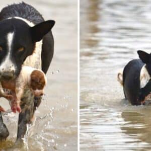 4t.Heartwarming story: Brave dog rescues puppy stuck in water and gives it a forever home and companion