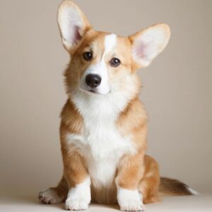 kem.Let’s admire the charm and authority of Corgis.