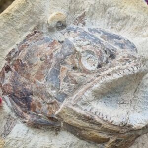 STK. Exceptionally Preserved 183-Million-Year-Old Fish Fossil Unearthed in Early Jurassic Site.