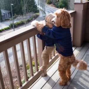 kem.The heartwarming tale of a 3-year-old boy and his Poodle standing on the balcony, eagerly awaiting their parents’ return from work, showcasing devotion in protecting their loved ones.