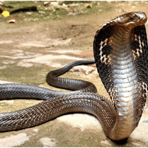 SHB. Terrifying sight: Huge 200 feet long alien snake causes fear on Himachal riverbank (Video) ​